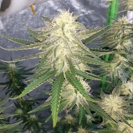Nasiona marihuany automatyczne Auto Amnesia Platinum - odmiana konopi
