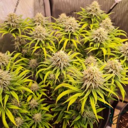 Nasiona marihuany automatyczne Auto Grande Crack - odmiana konopi