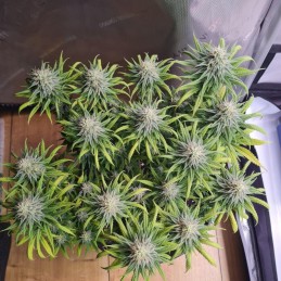 Nasiona marihuany automatyczne Auto Banana Monkey - odmiana konopi