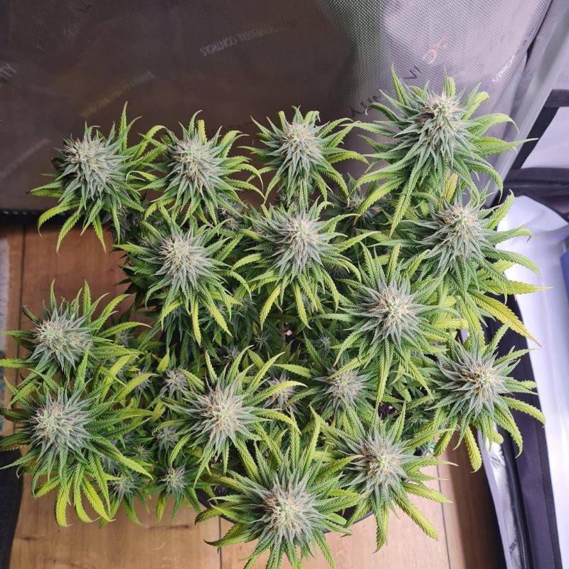 Nasiona marihuany automatyczne Auto Banana Monkey - odmiana konopi