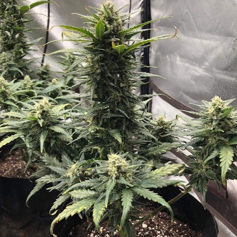 Nasiona marihuany automatyczne Auto Good Wild Shark - odmiana konopi