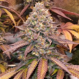 Nasiona marihuany automatyczne Auto Gelato Samba - odmiana konopi