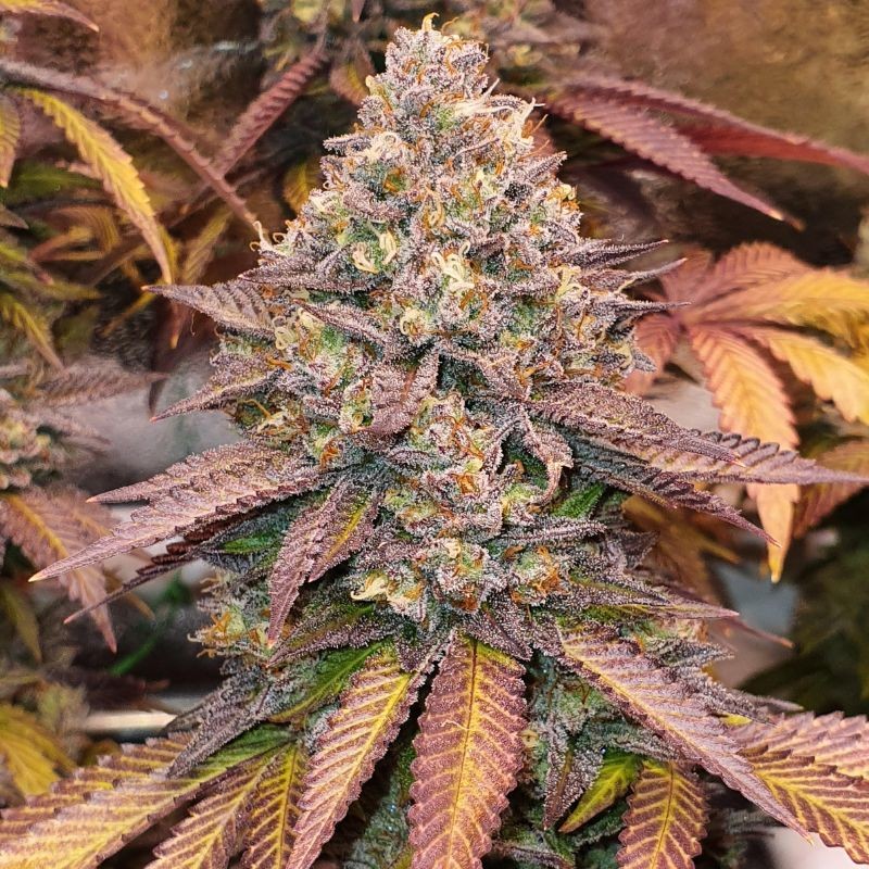 Nasiona marihuany automatyczne Auto Gelato Samba - odmiana konopi