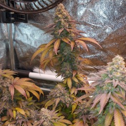 Nasiona marihuany automatyczne Auto Blueberry Berry - odmiana konopi