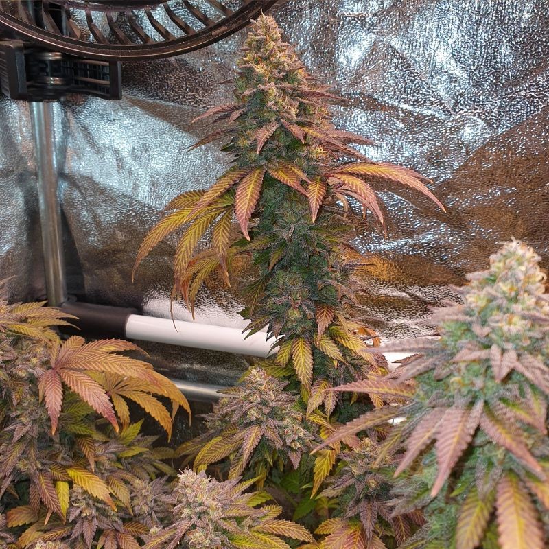 Nasiona marihuany automatyczne Auto Blueberry Berry - odmiana konopi