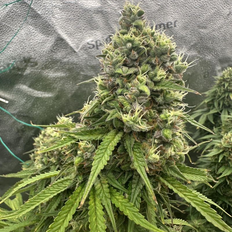 Nasiona marihuany automatyczne Auto Bubblegum Extra - odmiana konopi