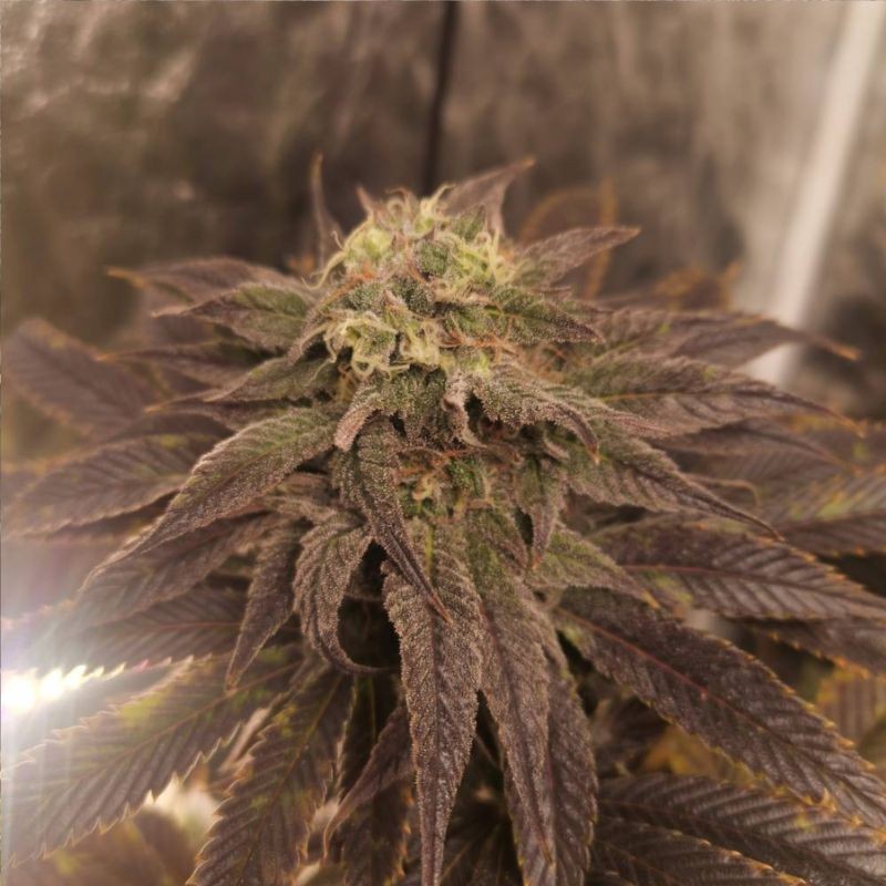 Nasiona marihuany automatyczne Auto East Rider - odmiana konopi