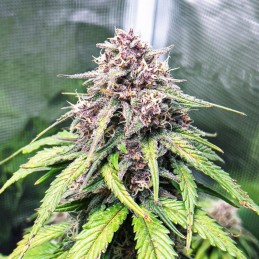Nasiona marihuany automatyczne Auto Dubai Poison - odmiana konopi