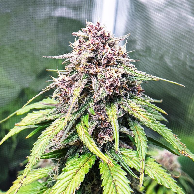 Nasiona marihuany automatyczne Auto Dubai Poison - odmiana konopi