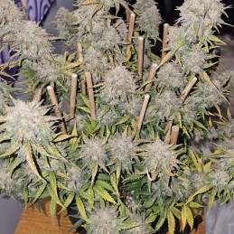 Nasiona marihuany automatyczne Auto Devils Kiss - odmiana konopi