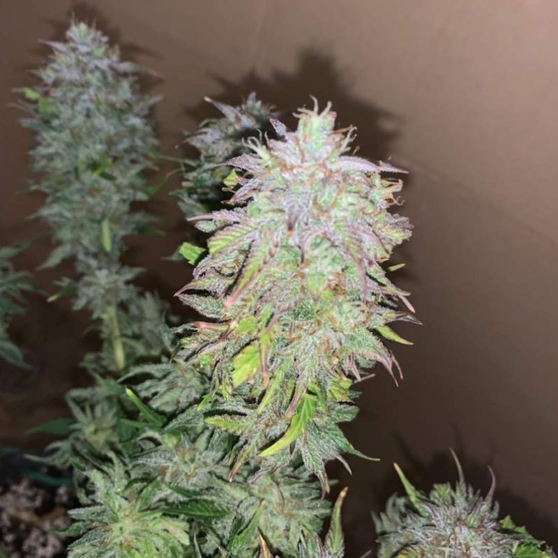 Nasiona marihuany automatyczne Auto Cocopopo - odmiana konopi