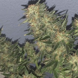 Nasiona marihuany automatyczne Auto Chronical - odmiana konopi