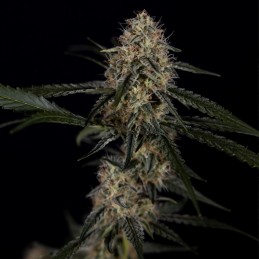 Nasiona marihuany automatyczne Auto Cheese - odmiana konopi