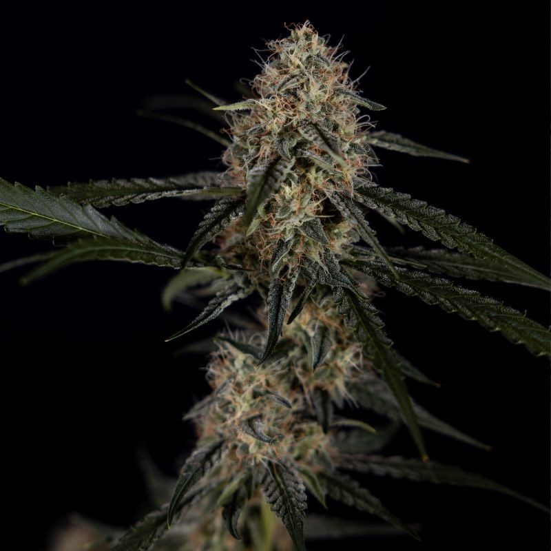 Nasiona marihuany automatyczne Auto Cheese - odmiana konopi