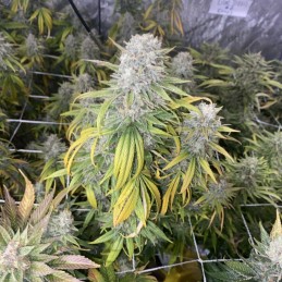 Nasiona marihuany automatyczne Auto CBD White Widow - odmiana konopi