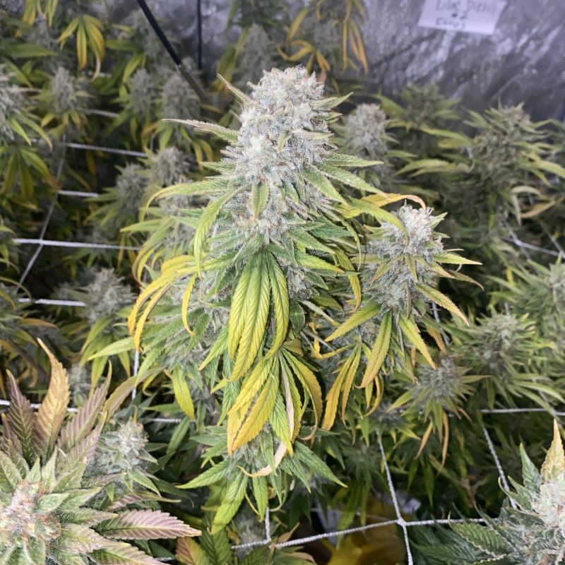 Nasiona marihuany automatyczne Auto CBD White Widow - odmiana konopi