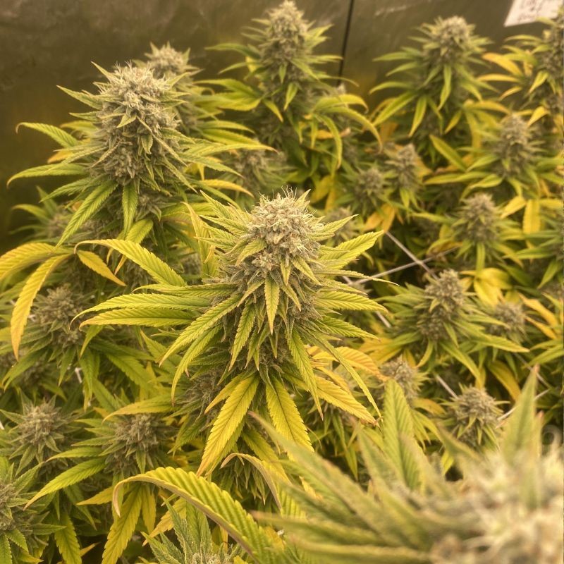 Nasiona marihuany automatyczne Auto Caramel King - odmiana konopi