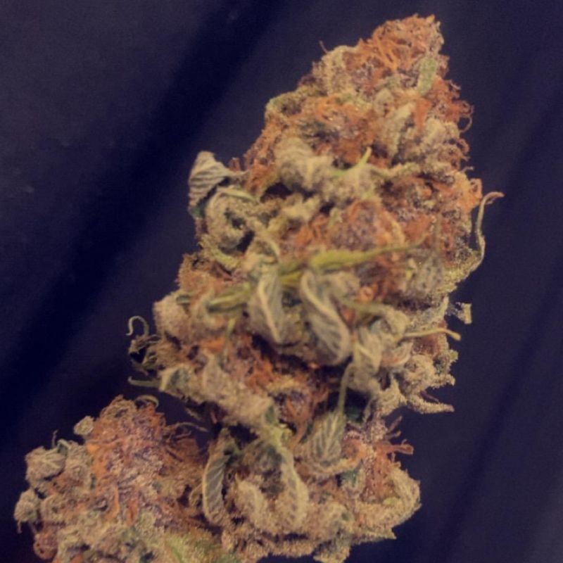 nasiona marihuany Wedding Crasher - opis odmiany konopi