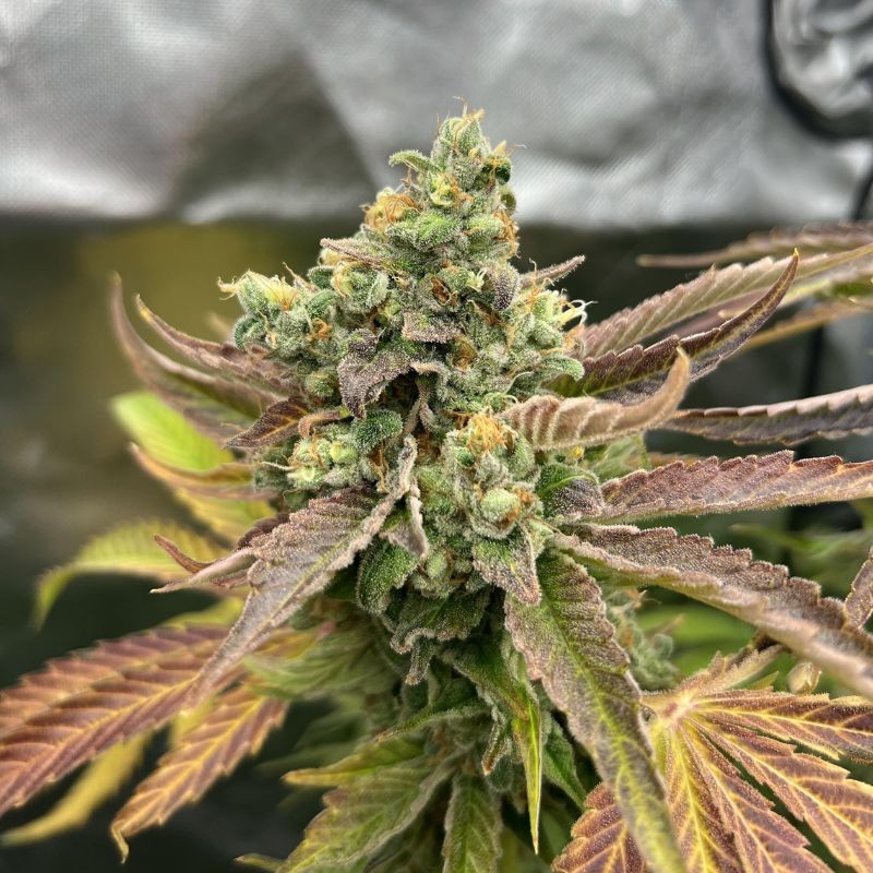 Nasiona marihuany automatyczne Sherbet Queen Auto - opis odmiany konopi