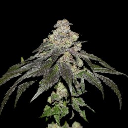 Nasiona marihuany Royal Runtz - opis odmiany konopi