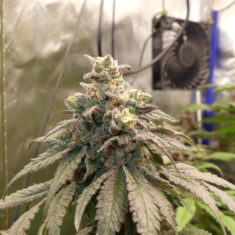 Nasiona marihuany automatyczne Royal CBG Automatic - opis odmiany konopi