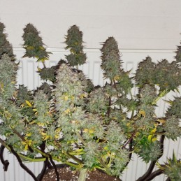 Nasiona marihuany automatyczne Royal CBDV Automatic - opis odmiany konopi