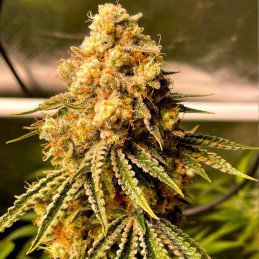 Nasiona marihuany automatyczne Mimosa Auto - opis odmiany konopi