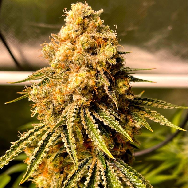 Nasiona marihuany automatyczne Mimosa Auto - opis odmiany konopi
