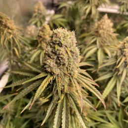 Nasiona marihuany medycznej Joanne's CBD - opis odmiany konopi