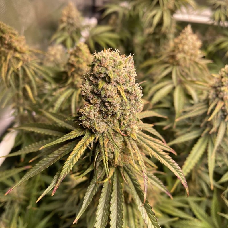 Nasiona marihuany medycznej Joanne's CBD - opis odmiany konopi