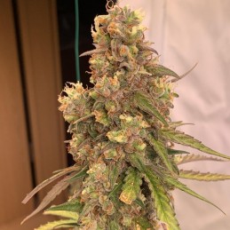 Nasiona marihuany automatyczne HulkBerry Automatic - opis odmiany konopi