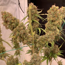 Nasiona marihuany Feminized Mix - odmiana konopi