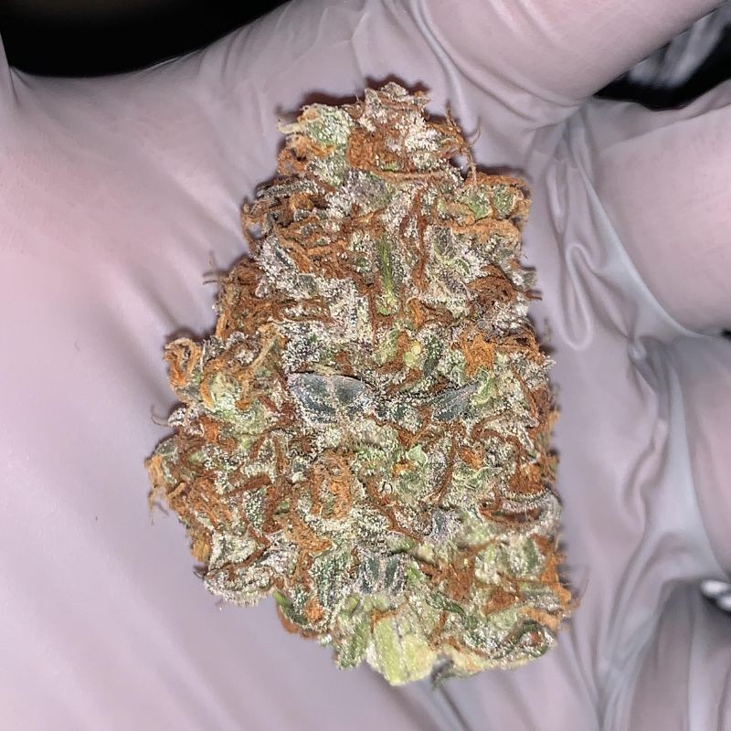 Nasiona marihuany automatyczne Fat Banana Automatic - odmiana konopi