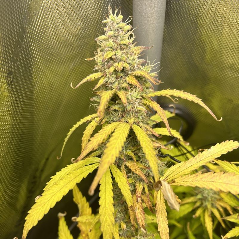 Nasiona marihuany automatyczne Do-Si-Dos Auto - odmiana konopi