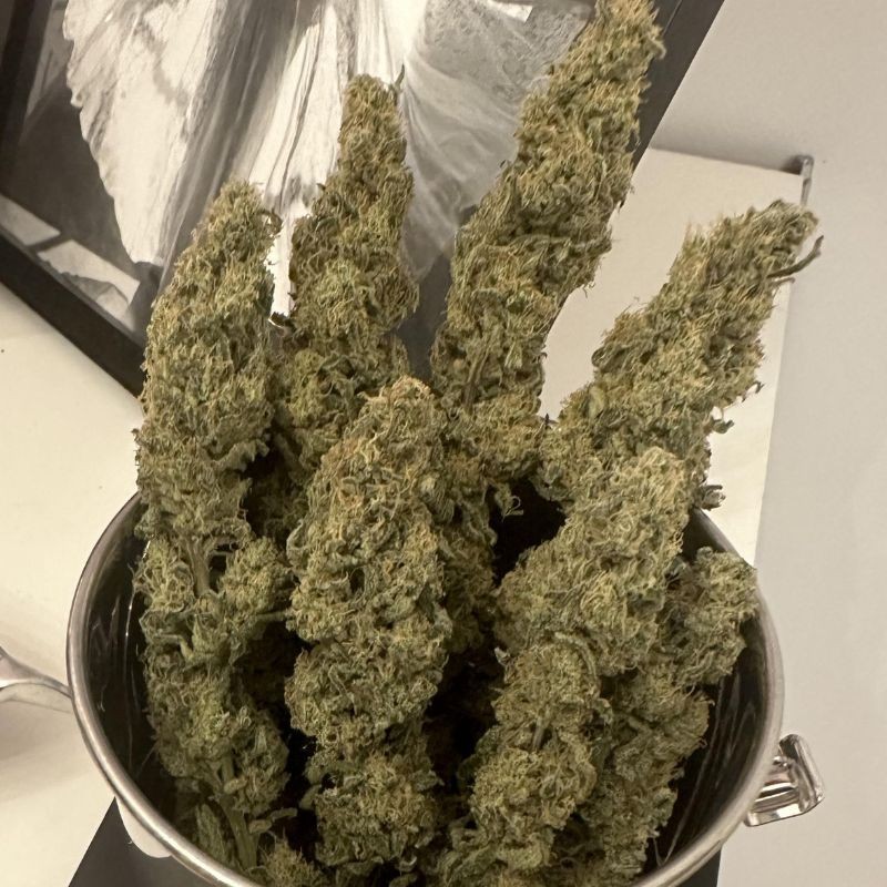 Nasiona marihuany Dance World CBD - odmiana konopi