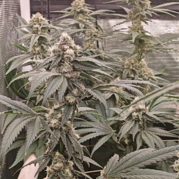 Medyczne nasiona marihuany CBD Mix - odmiana konopi