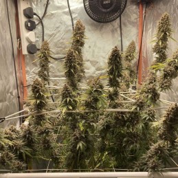 Nasiona marihuany automatyczne Autoflowering Mix - odmiana konopi