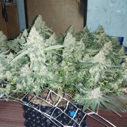 Nasiona marihuany Mother Gorilla - opis odmiany konopi