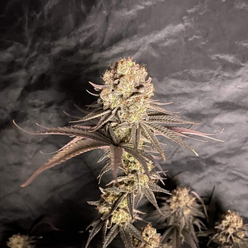 nasiona marihuany Wedding Gelato - opis odmiany konopi