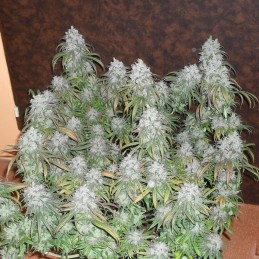 Nasiona marihuany automaty White Widow Automatic - opis odmiany konopi