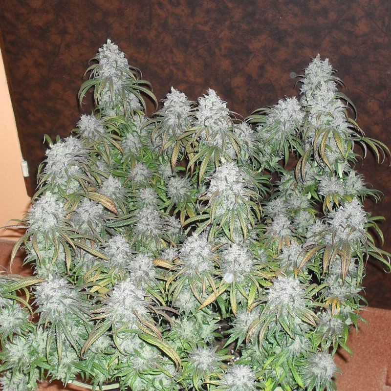 Nasiona marihuany automaty White Widow Automatic - opis odmiany konopi