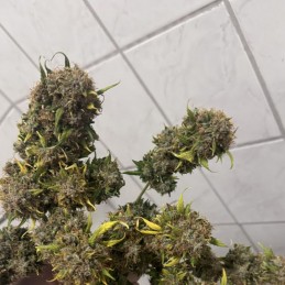 Nasiona marihuany Sweet ZZ - opis odmiany konopi