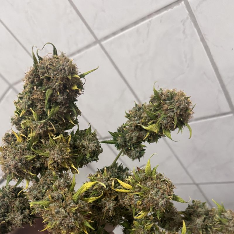 Nasiona marihuany Sweet ZZ - opis odmiany konopi
