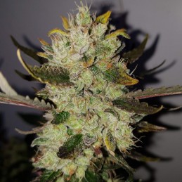 Nasiona marihuany automatyczne Sweet Skunk Automatic - opis odmiany konopi