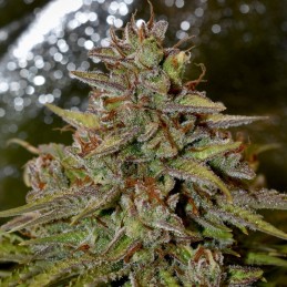 Nasiona marihuany Speedy Chile (Fast Flowering) - opis odmiany konopi