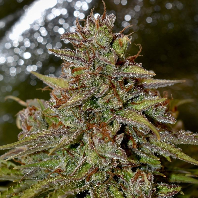 Nasiona marihuany Speedy Chile (Fast Flowering) - opis odmiany konopi