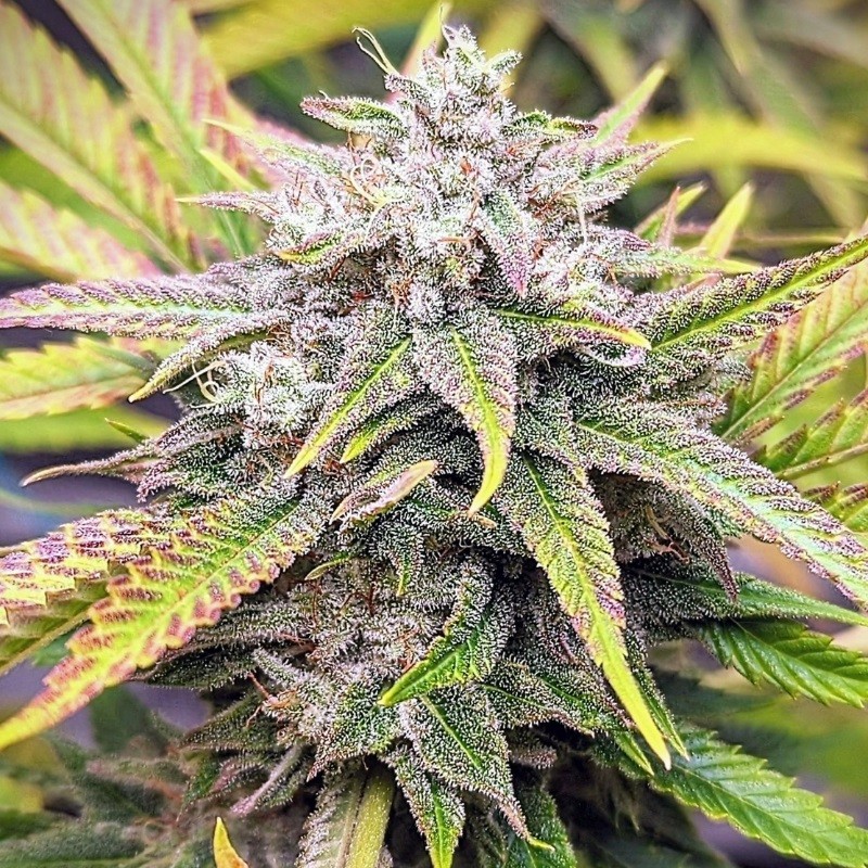 Nasiona marihuany automatyczne Stress Killer Automatic CBD - opis odmiany konopi