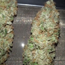 Nasiona marihuany Special Queen 1 - opis odmiany konopi