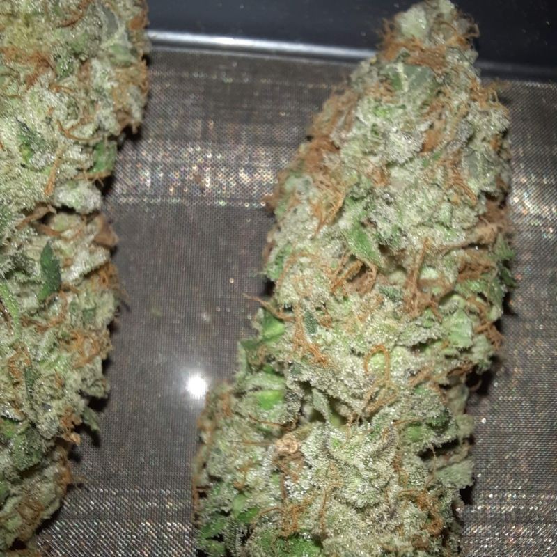 Nasiona marihuany Special Queen 1 - opis odmiany konopi