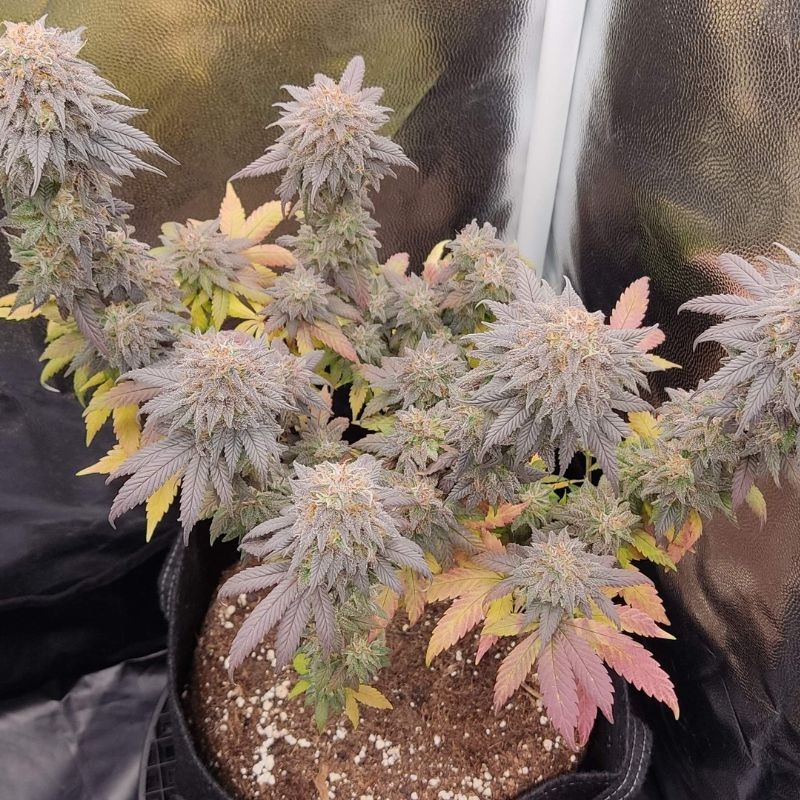 Nasiona marihuany Special Kush 1 - opis odmiany konopi